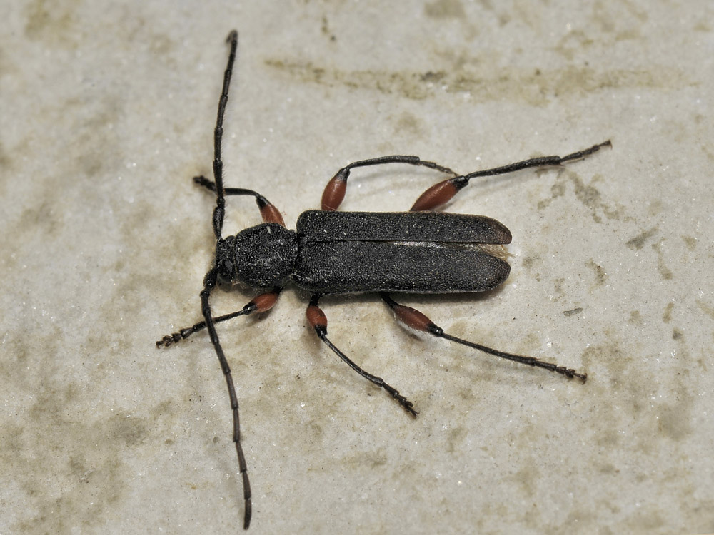 Cerambycidae da id. - Ropalopus femoratus